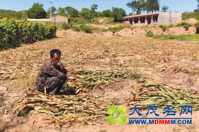 陕西靖边4000亩转基因玉米遭强铲 种子经销商被拘留