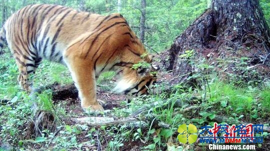 野生东北虎再现黑龙江 被确认为“定居虎”