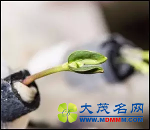 航天史上，哪些植物“上过天”？