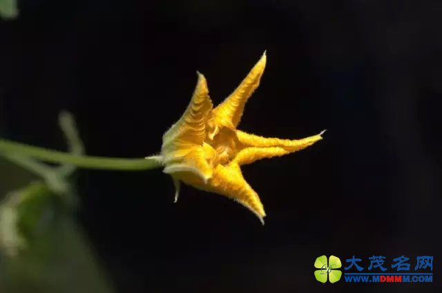 航天史上，哪些植物“上过天”？