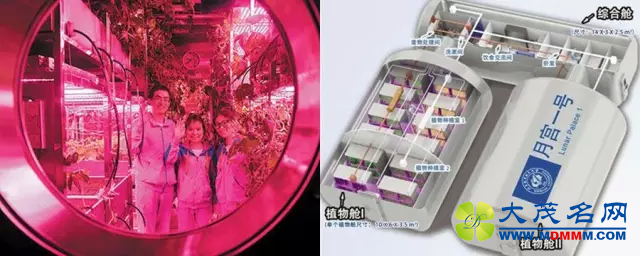 航天史上，哪些植物“上过天”？