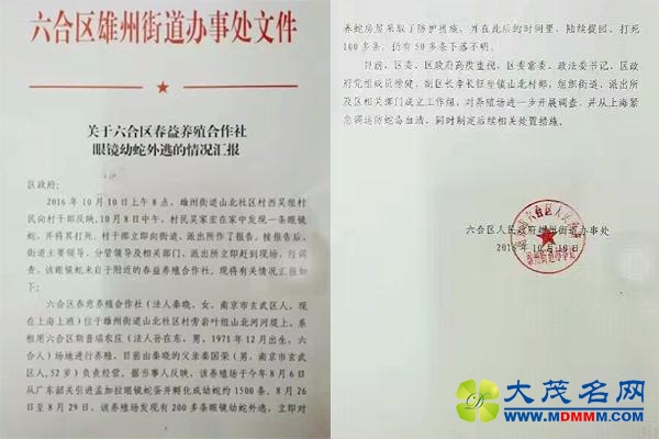 南京200多条剧毒眼镜蛇外逃 捉回打死幼蛇150条