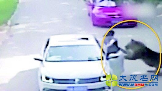 “八达岭老虎咬人”家属：下车因晕车非吵架暴怒