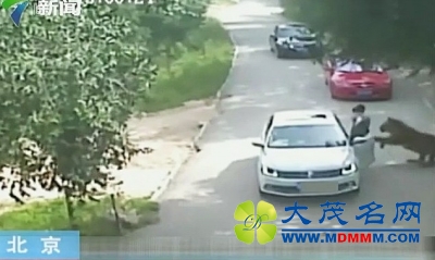 “八达岭老虎咬人”女伤者首度发声 索赔200余万