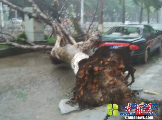海口市区一棵大树倒伏砸中轿车。王子谦 摄