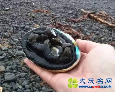 新西兰地震后上万鲍鱼被掀到岸上，灾民竟然…