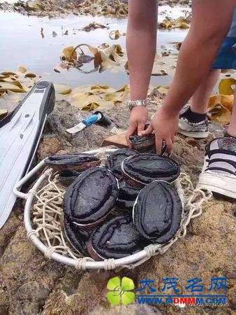 新西兰地震后上万鲍鱼被掀到岸上，灾民竟然…