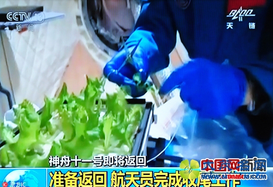 返回地球时，两人将带回此次在太空中种植的生菜植物采样。图片来源：东方IC