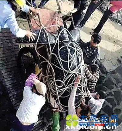 涉嫌非法捕杀棱皮龟 徐闻六人惹上官司（图）