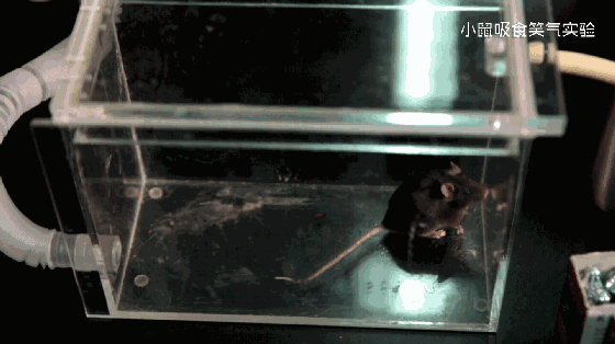 0 (2).gif