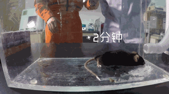0 (5).gif